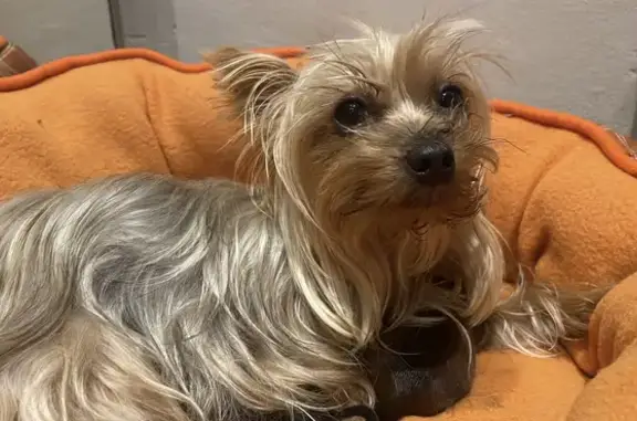 Lost pets , photo: Lost Female Yorkie on Sunset Ave - Help Find!