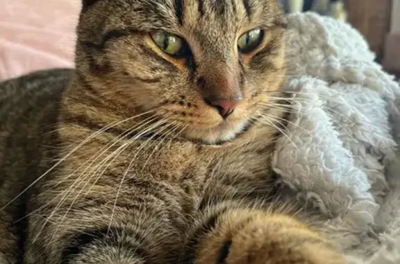 Animaux perdus Saint-Brieuc, photo: Chat Pétrus disparu à Saint-Brieuc
