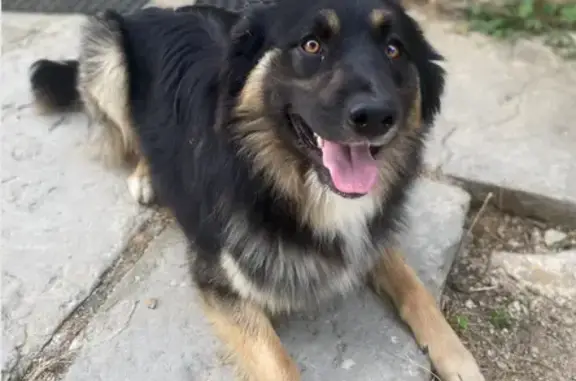 Chien perdu , photo : Alerte: Chien croisé disparu