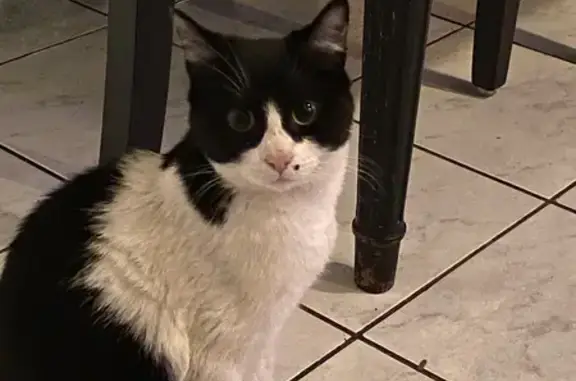 Chat noir et blanc trouvé à Bize - photo
