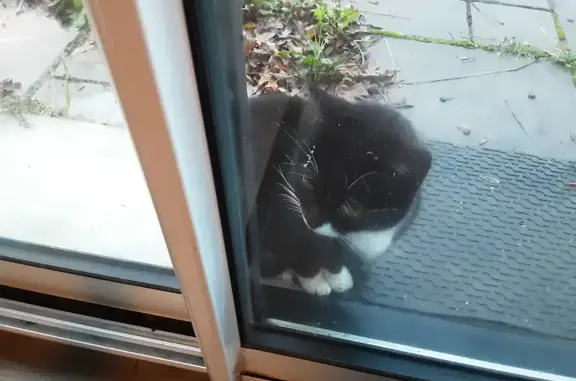 Animaux trouvés Le Pellerin, photo: Chat noir et blanc perdu