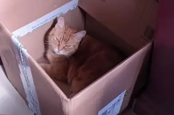 Animaux perdus Belin-Béliet, photo: Chatte rousse disparue à Belin-Béliet
