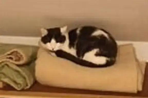 Chat perdu, Le Raincy, photo: Chat craintif perdu à Le Raincy