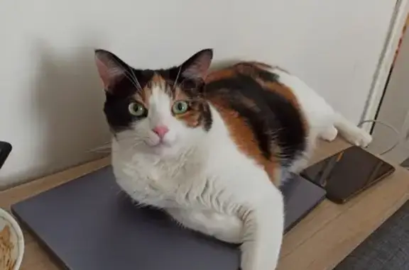 Animaux perdus Chavagne, photo: Avis de recherche: Chat Isabelle