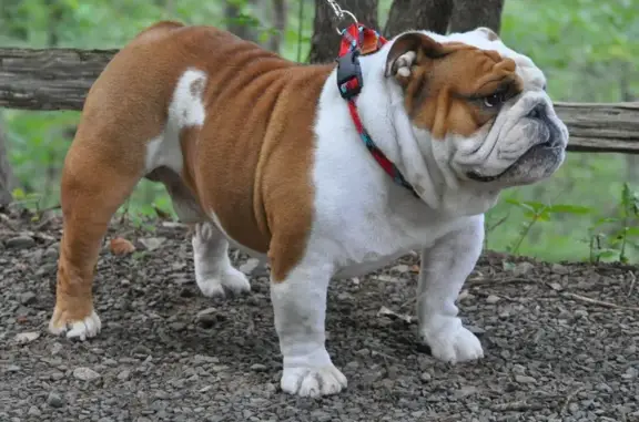 Animaux perdus Paris, photo: Bouledogue perdu à Paris