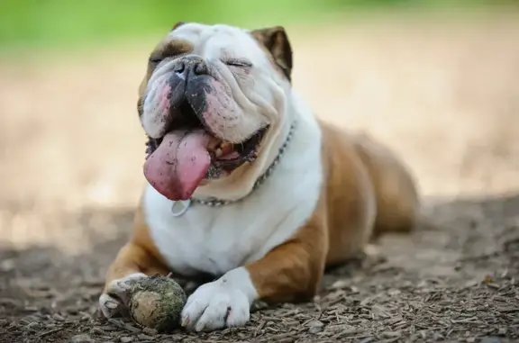 Chien Bouledogue Anglais Trouvé - photo