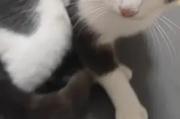 Chat bicolore recueilli à Hagondange - photo
