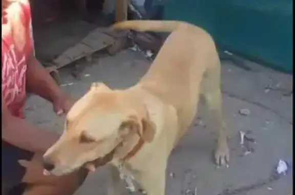 Lost pets , photo: Help Find Sinqomfela: Lost Tan Puppy in WC