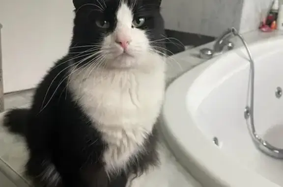 Lost Fluffy Cat: Black & White - Mimosa Ave