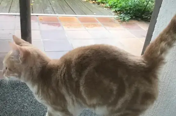 Chaton roux perdu cherche foyer - photo