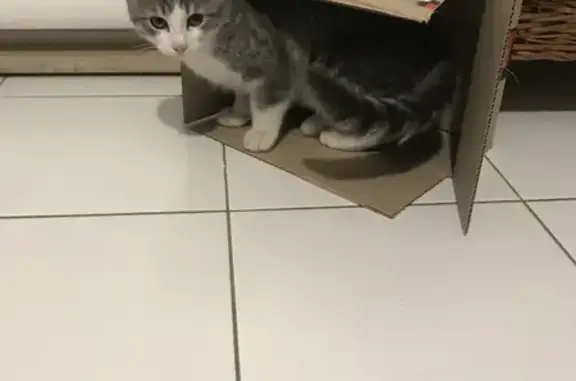 Animaux trouvés Vitry-sur-Seine, photo: Chat tigré gris/blanc trouvé