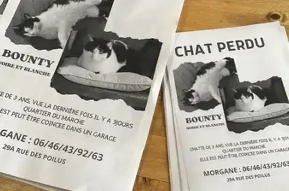 Chat perdu, La Teste-de-Buch, photo: Chatte noire et blanche perdue