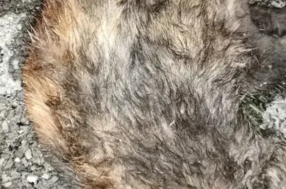 Chat mort à Pacé-La Chapelle - photo