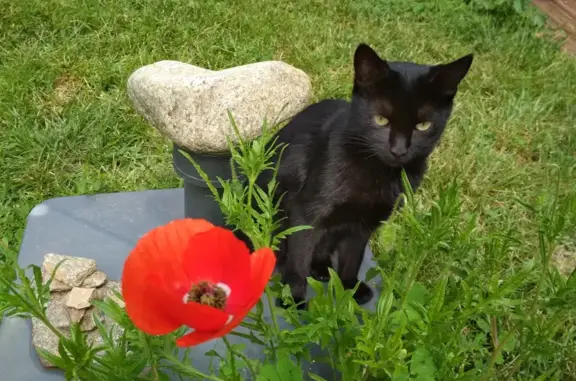Animaux perdus Pamiers, photo: Chatte noire perdue à Pamiers