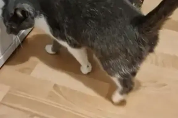 Chat perdu à Lomme retrouvé - photo
