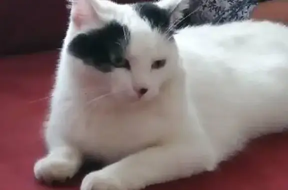 Chat perdu, Évin-Malmaison, photo: Chatte blanche perdue - Évin