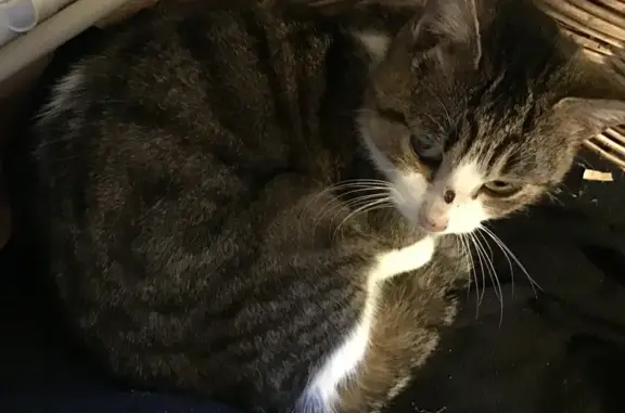 Chat tigré Keito trouvé - photo