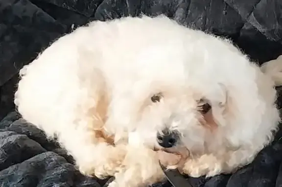 Chien perdu , photo : Bichon Nilla perdu - Plabennec