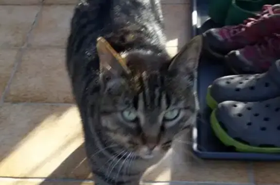 Chat affectueux trouvé à Tréveneuc - photo