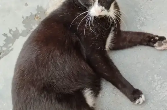 Help Find Lost Tuxedo Cat in Pasir Ris!