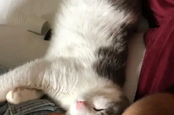 Chat perdu, Seiches-sur-le-Loir, photo: Chat perdu à Seiches-sur-Loir