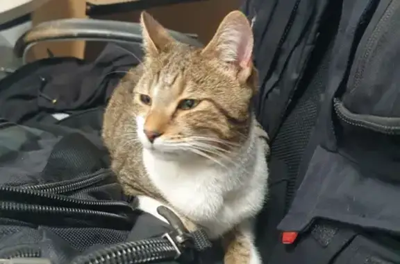 Chat trouvé Sagy, photo: Chaton affectueux trouvé à Sagy
