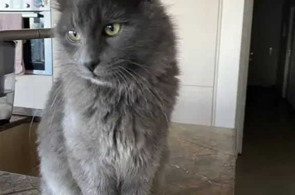 Chat gris affectueux trouvé - photo