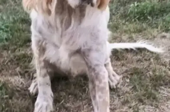 Animaux perdus Bonifacio, photo: Alerte: 2 chiens perdus à Bonifacio
