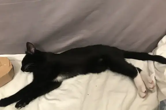 Chat noir et blanc perdu - photo