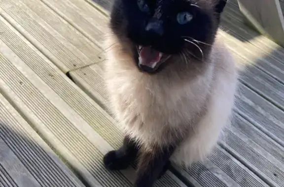 Chat aux yeux bleus trouvé à Penmarc'h - photo