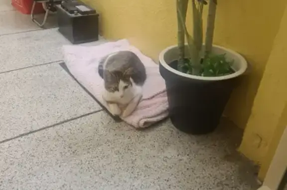 Chat blanc/écailles perdu - Montpellier - photo