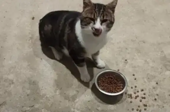 Chat trouvé: Gros et sociable à St-Père - photo