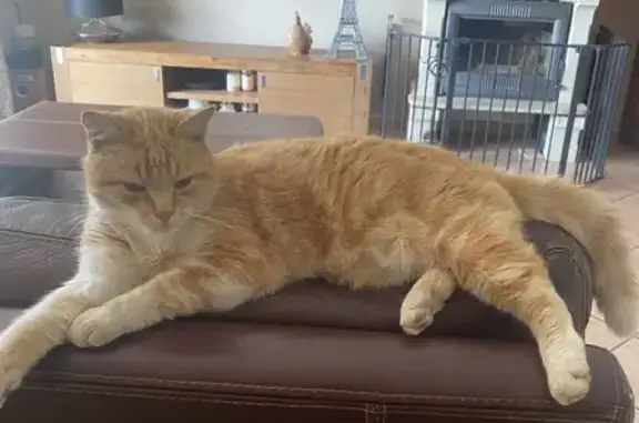 Animaux perdus Nailloux, photo: Chat roux perdu à Nailloux