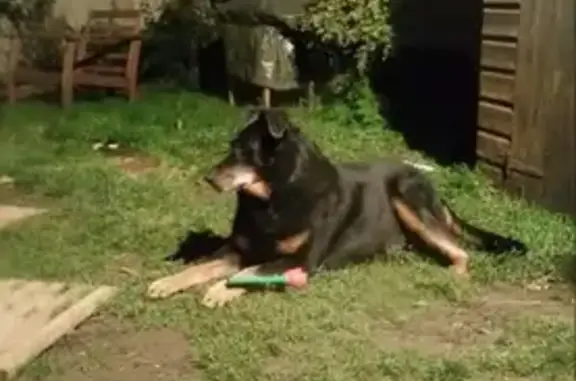 Chien perdu La Queue-les-Yvelines, photo : Appel: Chien Beauceron Perdu