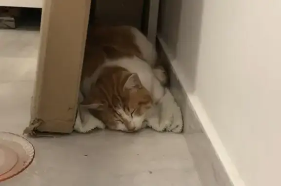Chat malade trouvé à Bordeaux - photo