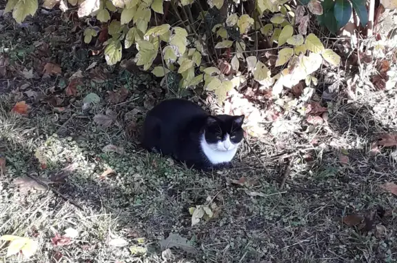 Chat perdu ou abandonné à Fenouillet - photo