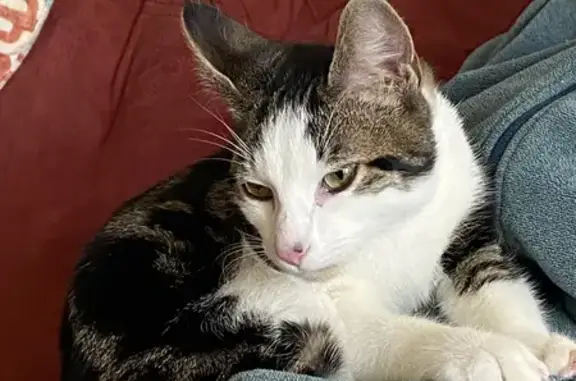 Chat tigré trouvé à Bihorel - photo
