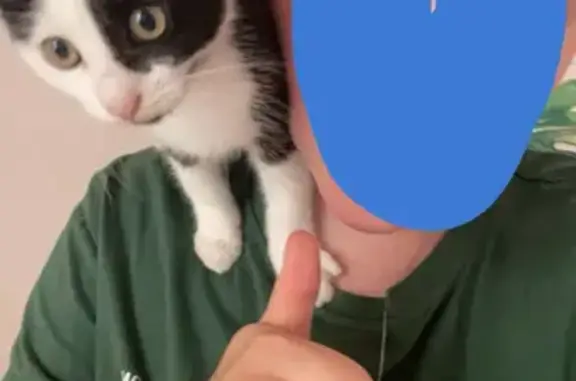 Animaux perdus Bischheim, photo: Chat Pulutu disparu, traits uniques