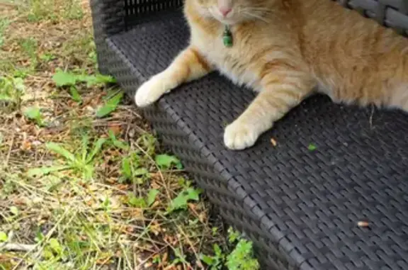 Chat perdu, Andernos-les-Bains, photo: Chat roux perdu à Andernos