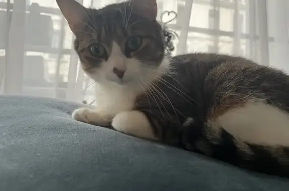 Animaux perdus Lyon, photo: Chat tigré perdu à Lyon
