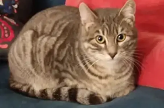 Chat trouvé Cormeilles-en-Parisis, photo: Chat mâle perdu à Cormeilles