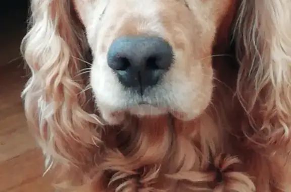 Chien perdu , photo : Chien âgé Diabolo perdu