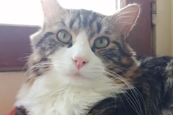 Animaux perdus Arc-sur-Tille, photo: Chat perdu: mâle câlin, 2 ans