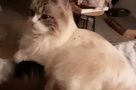Animaux perdus , photo: Chatte Shana disparue à Kerbors