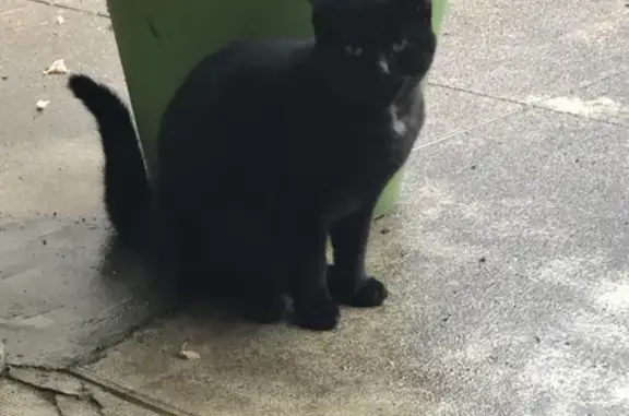 Chat affectueux trouvé à Arnas - photo