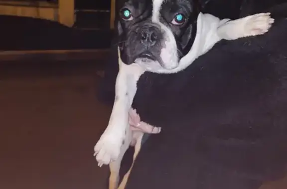 Chien perdu Pierrefitte-sur-Seine, photo : Bouledogue perdu à Pierrefitte