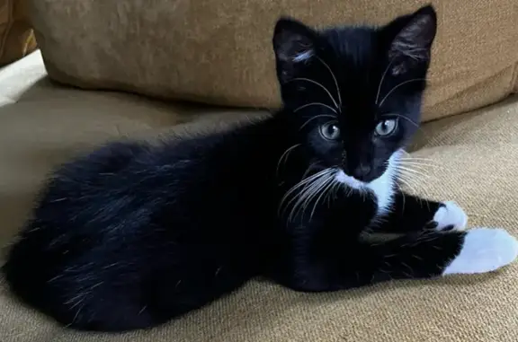 Animaux perdus Cavaillon, photo: Chaton noir perdu à Cavaillon