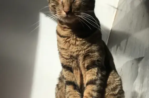 Animaux perdus Marseille Bompard, photo: Chat tigré perdu à Marseille