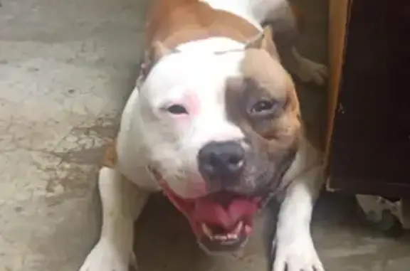 Animaux perdus Briscous, photo: Staffie Marron/Blanc Perdu - Urgent