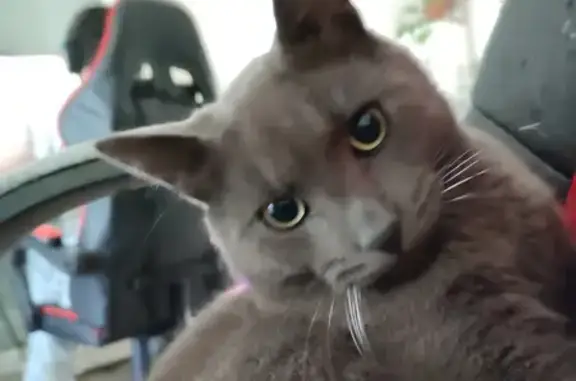 Animaux perdus Laigneville, photo: Chat européen gris perdu à Laigneville